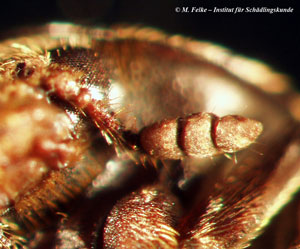 Abb. 4: Antenne eines weiblichen Individuums des Zweifarbig behaarten Speckkäfers (Dermestes haemorrhoidalis)