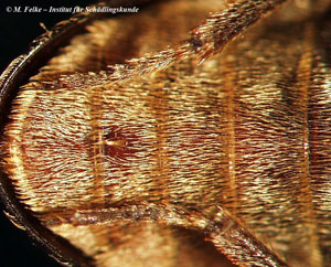 Abb. 7: Tuberkel auf dem 4. Sternit eines männlichen Individuums des Zweifarbig behaarten Speckkäfers (Dermestes haemorrhoidalis)