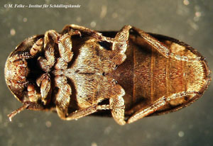 Abb. 6: Ventralansicht eines weiblichen Individuums des Zweifarbig behaarten Speckkäfers (Dermestes haemorrhoidalis)