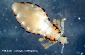 Abbildung 1: Die Kleiderlaus (Pediculus humanus) ist wie die Filzlaus (Pthirus pubis) ein blutsaugender Ektoparasit des Menschen