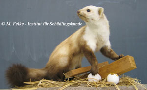 Abbildung 1: Hausmarder (Martes foina) sind gut an ihrem weißen, meist gegabelten Kehlfleck zu erkennen