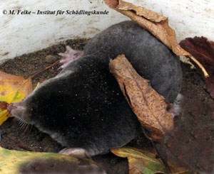 Abb. 2: Der Maulwurf (Talpa europaea) gehört in Deutschland zu den rechtlich besonders geschützten Tierarten