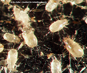 Abbildung 1: Die Backobstmilbe (Carpoglyphus lactis) ist ein weltweit verbreiteter Vorratssch&auml;dling