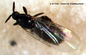 Abbildung 1: Dungmücken (Familie Scatopsidae) sind relativ kleinwüchsige, dunkel gefärbte Zweiflügler	