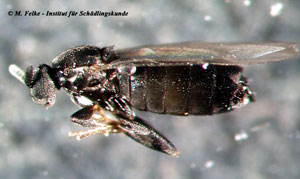 Abbildung 1: Lateralansicht einer Dungmücke (Familie Scatopsidae)