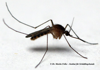 Abb. 1: Nur die Weibchen der Nördlichen Hausmücke (Culex pipiens) saugen Blut	