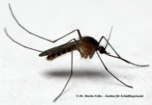 Abbildung 1: Die Gemeine Stechmücke (Culex pipiens) ist nahezu weltweit verbreitet