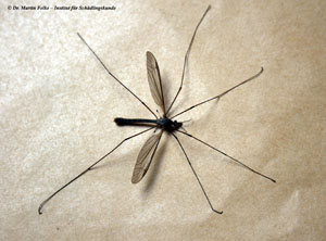 Abbildung 3: Die Wiesenschnake (Tipula paludosa) gehört wie die Gemeine Stechmücke (Culex pipiens) in die Ordnung der Zweiflügler