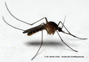 Gemeine Stechmücke (Culex pipiens)