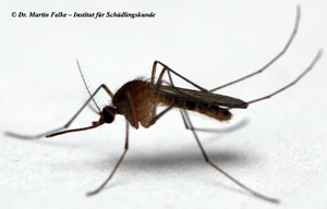 Abb. 2: Die Nördliche Hausmücke (Culex pipiens) ist eine weltweit vorkommende Stechmückenart	