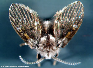 Schmetterlingsmücken (Psychodidae)