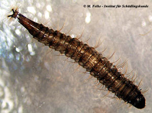 Schmetterlingsmücken (Psychodidae)