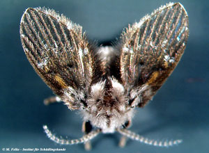 Abb. 1: Schmetterlingsmücken (Psychodidae) haben auffällig behaarte Flügel