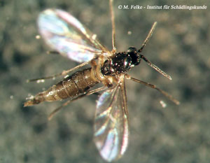 Abb. 1: Trauermücken (Sciaridae) können sich massenhaft in zu feuchter Blumenerde entwickeln