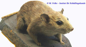 Hausratte (Rattus rattus)