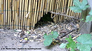 Wanderratte (Rattus norvegicus)