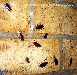 Abbildung 3: Australische Schabe (Periplaneta australasiae) - Imagines und Larven