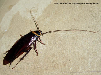 Australische Schabe (Periplaneta australasiae)