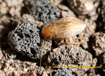 Abbildung 1: Weibchen von Ectobius vittiventris (Bernstein Waldschabe) - Dorsalansicht