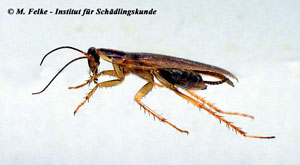 Abbildung 2: Die Flügel sind bei der Deutschen Schabe (Blattella germanica) recht gut entwickelt	