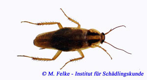 Abbildung 1: Das Halsschild der Deutschen Schabe (Blattella germanica) weist zwei dunkle Längsstreifen auf