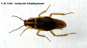 Deutsche Schabe (Blattella germanica)