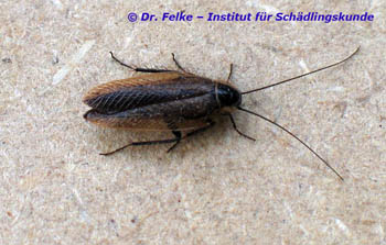 Abbildung 2: Die Echte Waldschabe (Ectobius sylvestris) ist eine einheimische Schabenart