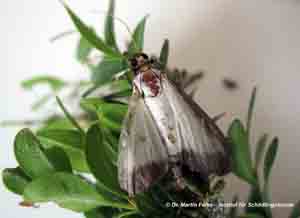 Abbildung 1: Der Falter des Buchsbaumzünslers (Cydalima perspectalis) besitzt eine Flügelspannweite von rund vier Zentimetern