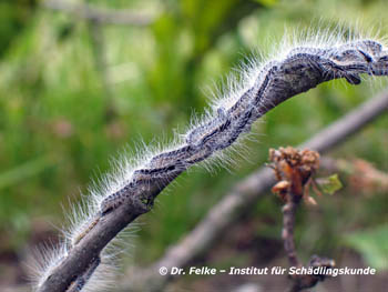 Abb. 2: Die Raupen von Thaumetopoea processionea (Eichenprozessionsspinner) bilden auf der Suche nach Nahrung lange Reihen, die namensgebenden „Prozessionen“