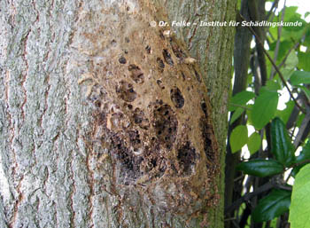 Abb. 4: Die Brennhaare des Eichenprozessionsspinners (Thaumetopoea processionea) in alten Gespinstnestern können noch jahrelang aktives Thaumetopoein enthalten.