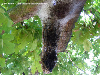 Abb. 6: Vor dem Entfernen ist es ratsam die Gespinstnester von Thaumetopoea processionea (Eichenprozessionsspinner) mit dem Bindemittel "Wasserglas" einzusprühen.