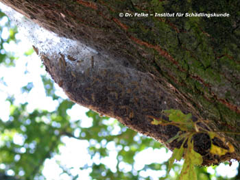 Abb. 3: Die Larven des Eichenprozessionsspinners (Thaumetopoea processionea) legen ihre Gespinstnester meist am Stamm an