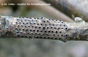 Abb. 1: Gelege des Eichenprozessionsspinners (Thaumetopoea processionea). Die Larven sind schon geschlüpft.