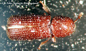 Abbildung 3: Der Getreidekapuziner (Rhizopertha dominica) ist wie die Getreidemotte (Sitotroga cerealella) ein typischer Primärschädling von Getreide