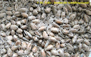 Abbildung 2: Lagergut wie Getreide wird durch den Kot und die Gespinste der Larven der Getreidemotte (Sitotroga cerealella) verunreinigt