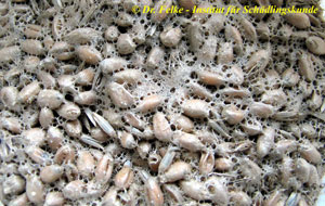 Getreidemotte (Sitotroga cerealella)