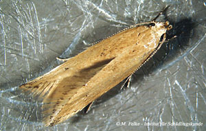 Getreidemotte (Sitotroga cerealella)