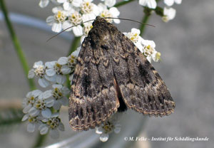 Abbildung 4: Die Hausmutter (Noctua pronuba) ist ebenso wie die Große Wachsmotte (Galleria mellonella) ein nachtaktiver Schmetterling