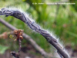 Abbildung 6: Der Eichenprozessionsspinner (Thaumetopoea processionea) ist wie der Große Frostspanner (Erannis defoliaria) ein Forstschädlimg