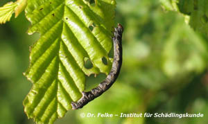 Abbildung 2: Die Raupen des Großen Frostspanners (Erannis defoliaria) können im Frühjahr für Kahlfraß an Laubbäumen sorgen