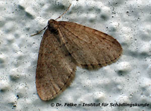 Abbildung 5: Der Kleine Frostspanner (Operophtera brumata) sieht dem Großen Frostspanner (Erannis defoliaria) sehr ähnlich