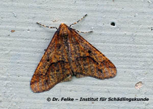 Großer Frostspanner (Erannis defoliaria)