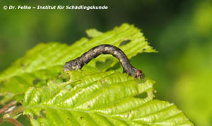 Großer Frostspanner (Erannis defoliaria)