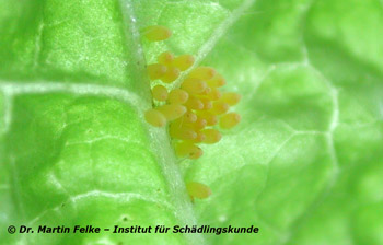 Abbildung 2: Die gelben Eier des Großen Kohlweißlings (Pieris brassicae) werden auf der Blattunterseite von Kreuzblütlern abgelegt