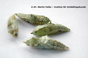 Großer Kohlweißling (Pieris brassicae)