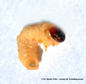 Abbildung 3: Die weißlichen Raupen der Hornmotte (Ceratophaga vastella) fressen Gänge in befallenes Horn