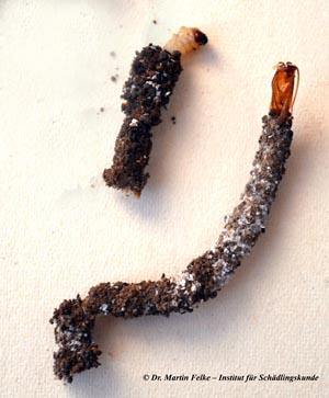 Abbildung 2: Die Gespinstsäcke der Hornmotte (Ceratophaga vastella) sind außen mit Raupenkot, Schmutzpartikeln, Hornspänen und Resten alter Larvenhäute bedeckt