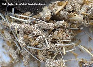 Abbildung 2: Gespinströhren von Larven der Kleidermotte (Tineola bisselliella)