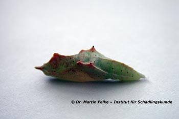 Kleiner Kohlweißling (Pieris rapae)