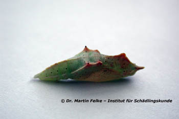Abbildung 2: Die Puppen des Kleinen Kohlweißlings (Pieris rapae) zeigen auf grünlicher Grundfärbung kleine, schwarze Punkte